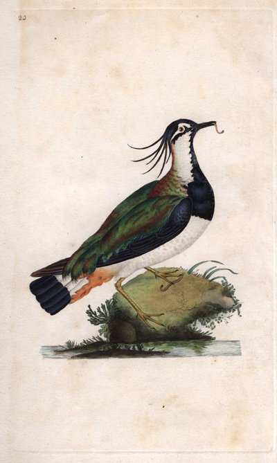 كوب لابوينج. فانيلوس فانيلوس (ترينجا فانيلوس). نقش على النحاس بواسطة إدوارد دونوفان (1768-1837) ، نُشر في التاريخ الطبيعي للطيور البريطانية ، لندن بواسطة إدوارد دونوفان