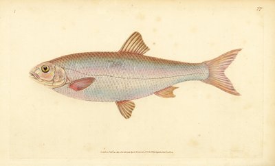 داس ، Leuciscus leuciscus (Cyprinus leuciscus). لوح نحاسي ملون يدويًا رسمه ونقشه إدوارد دونوفان من كتابه "التاريخ الطبيعي للأسماك البريطانية" ، دونوفان وإف سي و ج. بواسطة إدوارد دونوفان