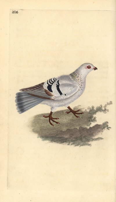 حمامة منزلية ، Columba livia domestica. لوح نحاسي ملون يدويًا رسمه ونقشه إدوارد دونوفان من كتابه "التاريخ الطبيعي للطيور البريطانية" ، لندن بواسطة إدوارد دونوفان