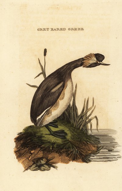 grebe ذو أذنين أو grebe مقرن ، بالغ ، Podiceps auritus بواسطة إدوارد دونوفان