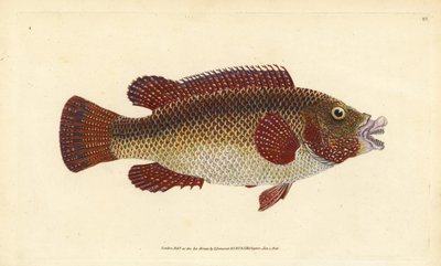 طاووس شرق المحيط الأطلسي ، Symphodus tinca (wrasse القديمة أو الزوجة العجوز ، Labrus tinca). لوح نحاسي ملون يدويًا رسمه ونقشه إدوارد دونوفان من كتابه "التاريخ الطبيعي للأسماك البريطانية" ، دونوفان وإف سي و ج. بواسطة إدوارد دونوفان
