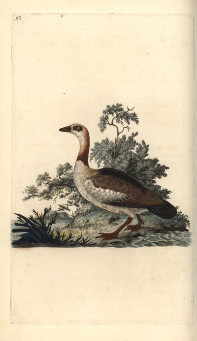 أوزة مصرية ، Alopochen aegyptiacus. لوح نحاسي ملون يدويًا رسمه ونقشه إدوارد دونوفان من كتابه "التاريخ الطبيعي للطيور البريطانية" ، لندن بواسطة إدوارد دونوفان