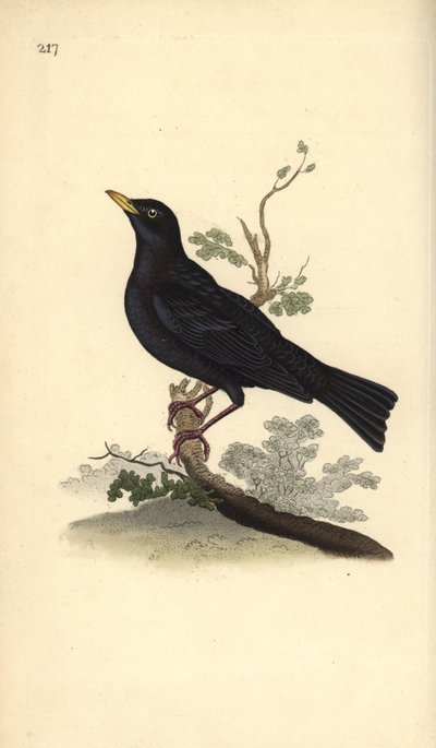 الشحرور الأوراسي ، Turdus merula. لوح نحاسي ملون يدويًا رسمه ونقشه إدوارد دونوفان من كتابه "التاريخ الطبيعي للطيور البريطانية" ، لندن بواسطة إدوارد دونوفان