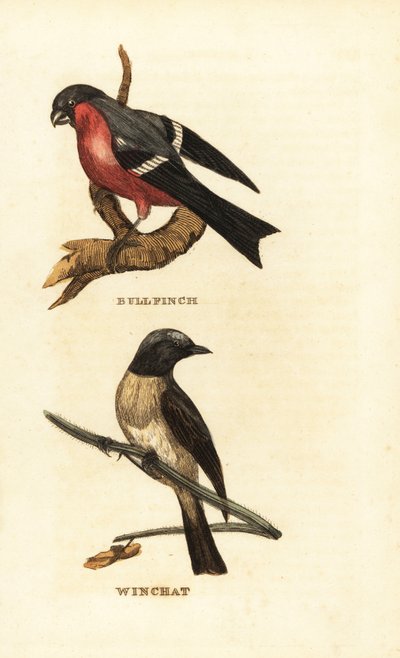 الثيران الأوراسي ، Pyrrhula pyrrhula ، و whinchat ، Saxicola rubetra بواسطة إدوارد دونوفان