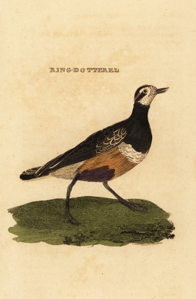 dotterel الأوراسي ، Charadrius morinellus بواسطة إدوارد دونوفان