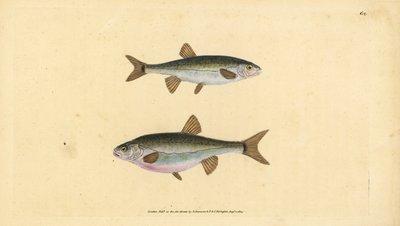 أسماك أوراسيا ، Phoxinus phoxinus (Minow ، Cyprinus phoxinus). لوح نحاسي ملون يدويًا رسمه ونقشه إدوارد دونوفان من كتابه "التاريخ الطبيعي للأسماك البريطانية" ، دونوفان وإف سي وجيه. ريفينغتون ، لندن بواسطة إدوارد دونوفان