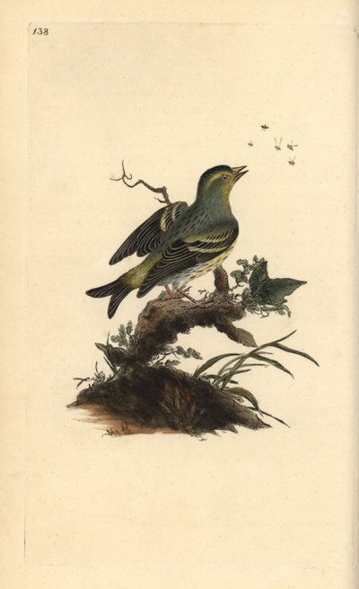 السيسكين الأوراسي ، Carduelis spinus. لوح نحاسي ملون يدويًا رسمه ونقشه إدوارد دونوفان من كتابه "التاريخ الطبيعي للطيور البريطانية" ، لندن بواسطة إدوارد دونوفان