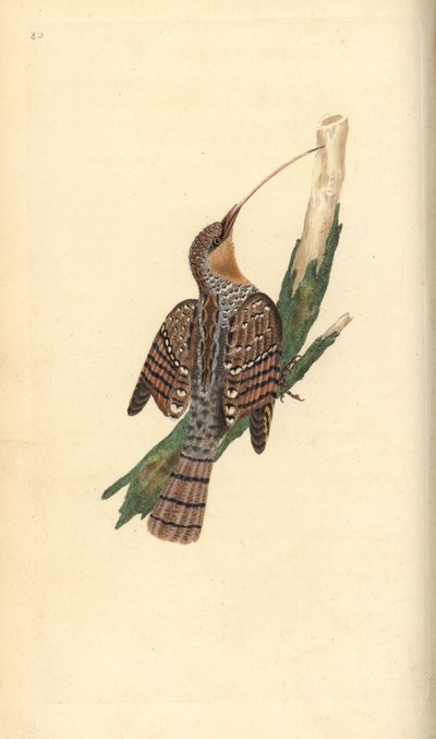 wryneck الأوراسي ، جينكس توركويلا. لوح نحاسي ملون يدويًا رسمه ونقشه إدوارد دونوفان من كتابه "التاريخ الطبيعي للطيور البريطانية" ، لندن بواسطة إدوارد دونوفان