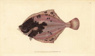 سمك المفلطح الأوروبي ، Platichthys flesus (السمك المفلطح ، Pleuronectes flesus). لوح نحاسي ملون يدويًا رسمه ونقشه إدوارد دونوفان من كتابه "التاريخ الطبيعي للأسماك البريطانية" ، دونوفان وإف سي و ج. بواسطة إدوارد دونوفان