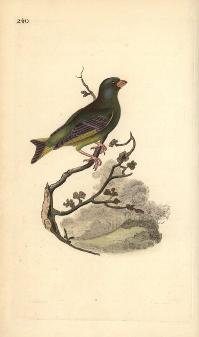الحسون الأوروبي الأخضر ، Carduelis chloris. لوح نحاسي ملون يدويًا رسمه ونقشه إدوارد دونوفان من كتابه "التاريخ الطبيعي للطيور البريطانية" ، لندن بواسطة إدوارد دونوفان