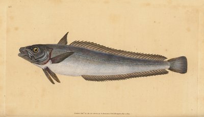 النازلي الأوروبي ، Merluccius merluccius (Hake ، Gadus merluccius). لوح نحاسي ملون يدويًا رسمه ونقشه إدوارد دونوفان من كتابه "التاريخ الطبيعي للأسماك البريطانية" ، دونوفان وإف سي وجيه. ريفينغتون ، لندن بواسطة إدوارد دونوفان