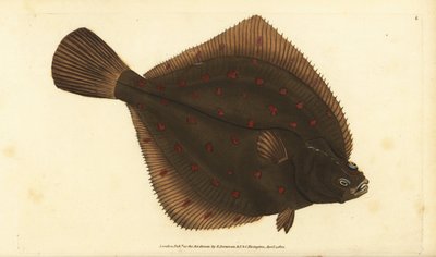 pleuronectes الأوروبية بلاتيسا. لوح نحاسي ملون يدويًا رسمه ونقشه إدوارد دونوفان من كتابه "التاريخ الطبيعي للأسماك البريطانية" ، دونوفان وإف سي و ج. بواسطة إدوارد دونوفان