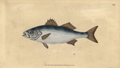 القاروص الأوروبي ، Dicentrarchus labrax (Basse ، Perca labrax). لوح نحاسي ملون يدويًا رسمه ونقشه إدوارد دونوفان من كتابه "التاريخ الطبيعي للأسماك البريطانية" ، دونوفان وإف سي و ج. بواسطة إدوارد دونوفان