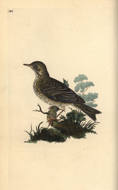 قبرة الحقل ، Alauda Minor (أو Tree pipit ، Anthus trivialis؟). لوح نحاسي ملون يدويًا رسمه ونقشه إدوارد دونوفان من كتابه "التاريخ الطبيعي للطيور البريطانية" ، لندن بواسطة إدوارد دونوفان