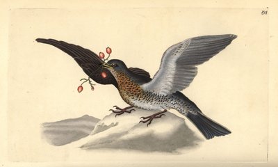 Fieldfare ، Turdus pilaris. لوح نحاسي ملون يدويًا رسمه ونقشه إدوارد دونوفان من كتابه "التاريخ الطبيعي للطيور البريطانية" ، لندن بواسطة إدوارد دونوفان