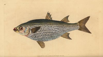 البوري فلاتهيد ، Mugil cephalus. لوح نحاسي ملون يدويًا رسمه ونقشه إدوارد دونوفان من كتابه "التاريخ الطبيعي للأسماك البريطانية" ، دونوفان وإف سي و ج. بواسطة إدوارد دونوفان