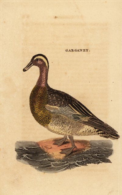Garganey ، ملعقة صغيرة querquedula ، بطة صغيرة مبللة بواسطة إدوارد دونوفان