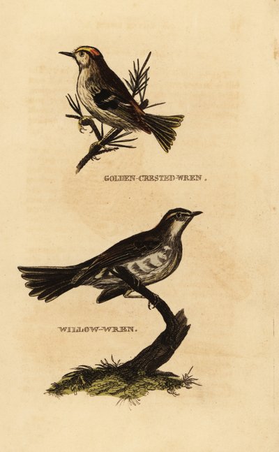 Goldcrest ، Regulus regulus ، و warbler الصفصاف ، Phylloscopus trochilus بواسطة إدوارد دونوفان