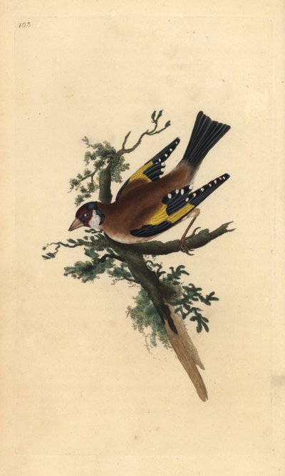 طائر الحسون ، Carduelis carduelis. لوح نحاسي ملون يدويًا رسمه ونقشه إدوارد دونوفان من كتابه "التاريخ الطبيعي للطيور البريطانية" ، لندن بواسطة إدوارد دونوفان