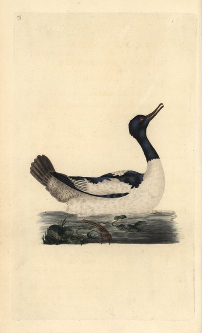 Goosander ، Mergus merganser. لوح نحاسي ملون يدويًا رسمه ونقشه إدوارد دونوفان من كتابه "التاريخ الطبيعي للطيور البريطانية" ، لندن بواسطة إدوارد دونوفان