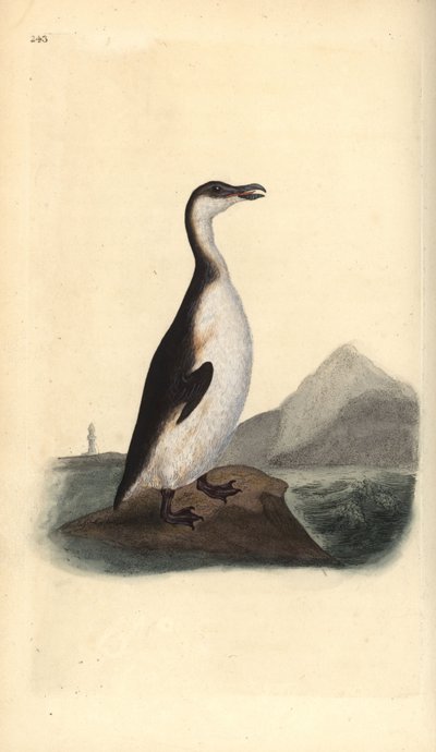 تم اصطياد الأوك العظيم ، Pinguinus impennis ، حتى الانقراض على يد جامعي البيض في عام 1844. لوح نحاسي ملون يدويًا رسمه وحفره إدوارد دونوفان من كتابه "التاريخ الطبيعي للطيور البريطانية" ، لندن بواسطة إدوارد دونوفان