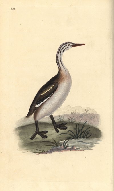 كبير grebe المتوج ، Podiceps cristatus. لوح نحاسي ملون يدويًا رسمه ونقشه إدوارد دونوفان من كتابه "التاريخ الطبيعي للطيور البريطانية" ، لندن بواسطة إدوارد دونوفان