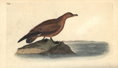 عظيم skua ، Stercorarius skua. لوح نحاسي ملون يدويًا رسمه ونقشه إدوارد دونوفان من كتابه "التاريخ الطبيعي للطيور البريطانية" ، لندن بواسطة إدوارد دونوفان