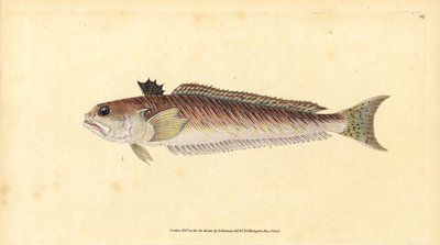 أكبر سمك ، Trachinus draco (الحائك الأكبر أو الثور اللاسع ، Trachinus major). لوح نحاسي ملون يدويًا رسمه ونقشه إدوارد دونوفان من كتابه "التاريخ الطبيعي للأسماك البريطانية" ، دونوفان وإف سي و ج. بواسطة إدوارد دونوفان