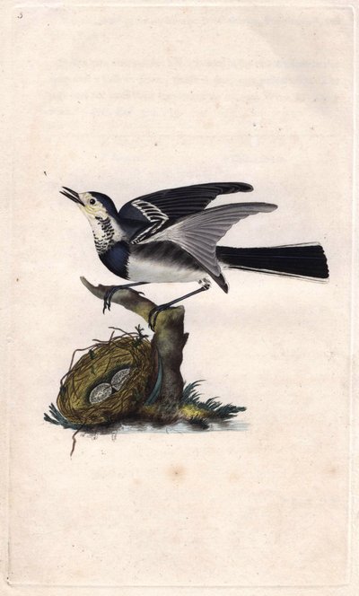 الذعرة الرمادية. موتاسيلا ألبا. نقش على النحاس بواسطة إدوارد دونوفان (1768-1837) ، نُشر في التاريخ الطبيعي للطيور البريطانية ، لندن بواسطة إدوارد دونوفان