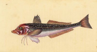 gurnard الرمادي ، Eutrigla gurnardus (Trigla gurnardus). لوح نحاسي ملون يدويًا رسمه ونقشه إدوارد دونوفان من كتابه "التاريخ الطبيعي للأسماك البريطانية" ، دونوفان وإف سي و ج. بواسطة إدوارد دونوفان