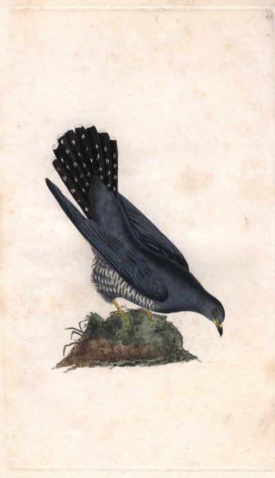 مرحبا رمادي. كوكولوس كانوروس. نقش على النحاس بواسطة إدوارد دونوفان (1768-1837) ، نُشر في التاريخ الطبيعي للطيور البريطانية ، لندن بواسطة إدوارد دونوفان