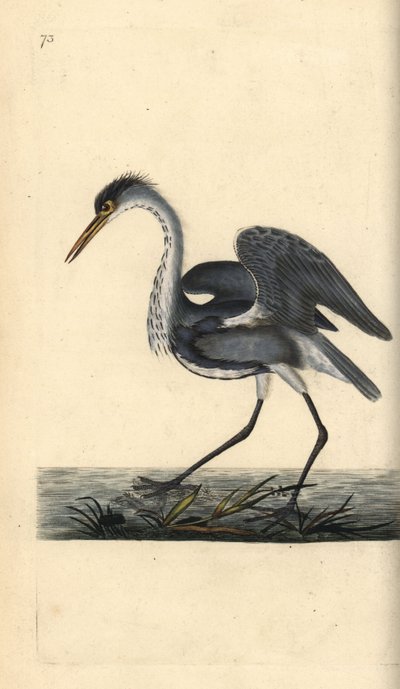 مالك الحزين الرمادي ، Ardea cinerea. لوح نحاسي ملون يدويًا رسمه ونقشه إدوارد دونوفان من كتابه "التاريخ الطبيعي للطيور البريطانية" ، لندن بواسطة إدوارد دونوفان