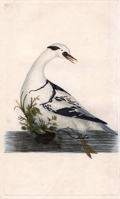 بيادق هارلي. مرقس ألبيلس. نقش على النحاس بواسطة إدوارد دونوفان (1768-1837) ، نُشر في التاريخ الطبيعي للطيور البريطانية ، لندن بواسطة إدوارد دونوفان