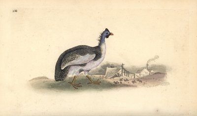 طائر غينيا ذو الخوذة ، نوميدا ميليجريس. لوح نحاسي ملون يدويًا رسمه ونقشه إدوارد دونوفان من كتابه "التاريخ الطبيعي للطيور البريطانية" ، لندن بواسطة إدوارد دونوفان