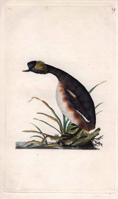 grebe مقرن أو القرون grebe. Podiceps auritus (Colymbus auritus). نقش على النحاس بواسطة إدوارد دونوفان (1768-1837) ، نُشر في Histoire naturelle des oiseaux britanniques ، لندن بواسطة إدوارد دونوفان