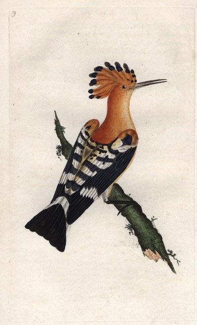 الهدهد. Upupa epops. نقش على النحاس بواسطة إدوارد دونوفان (1768-1837) ، نُشر في التاريخ الطبيعي للطيور البريطانية ، لندن بواسطة إدوارد دونوفان