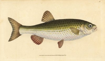 إيد ، Leuciscus idus (Chub ، Cyprinus jeses). لوح نحاسي ملون يدويًا رسمه ونقشه إدوارد دونوفان من كتابه "التاريخ الطبيعي للأسماك البريطانية" ، دونوفان وإف سي وجيه. ريفينغتون ، لندن بواسطة إدوارد دونوفان