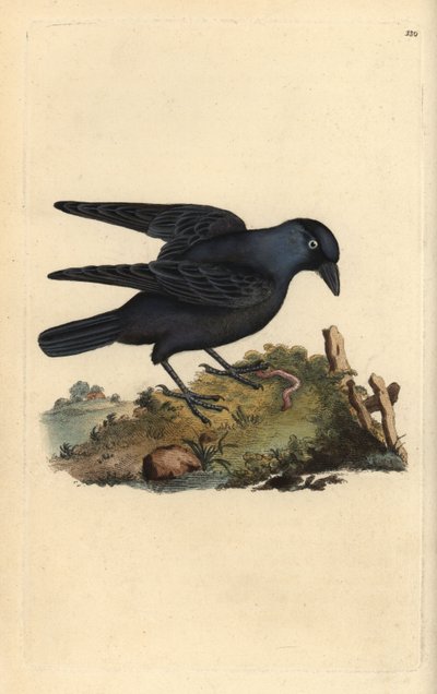 Jackdaw ، Corvus monedula ، مع دودة. لوح نحاسي ملون يدويًا رسمه ونقشه إدوارد دونوفان من كتابه "التاريخ الطبيعي للطيور البريطانية" (1794-1819). كان إدوارد دونوفان (1768-1837) عالم حيوانات وكاتبًا وفنانًا ونقاشًا أنجلو إيرلنديًا هاوٍ. هو بواسطة إدوارد دونوفان