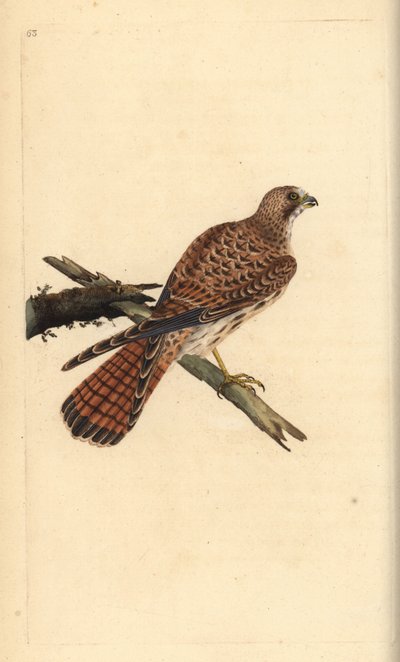 كيستريل ، Falco tinnunculus ، أنثى. لوح نحاسي ملون يدويًا رسمه ونقشه إدوارد دونوفان من كتابه "التاريخ الطبيعي للطيور البريطانية" ، لندن بواسطة إدوارد دونوفان