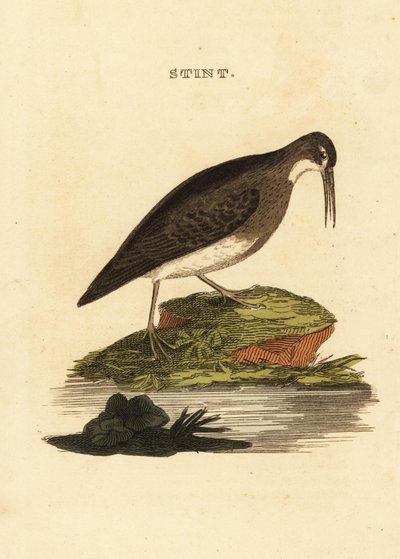 Least sandpiper، Calidris minutilla بواسطة إدوارد دونوفان