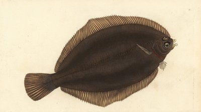 وحيد الليمون ، Microstomus kitt (صغير الرأس أو مسحة ، Pleuronectes microcephalus). لوح نحاسي ملون يدويًا رسمه ونقشه إدوارد دونوفان من كتابه "التاريخ الطبيعي للأسماك البريطانية" ، دونوفان وإف سي وجيه. ريفينغتون ، لندن بواسطة إدوارد دونوفان