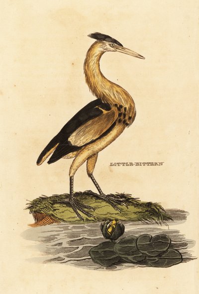 القليل من المر ، Ixobrychus minutus بواسطة إدوارد دونوفان