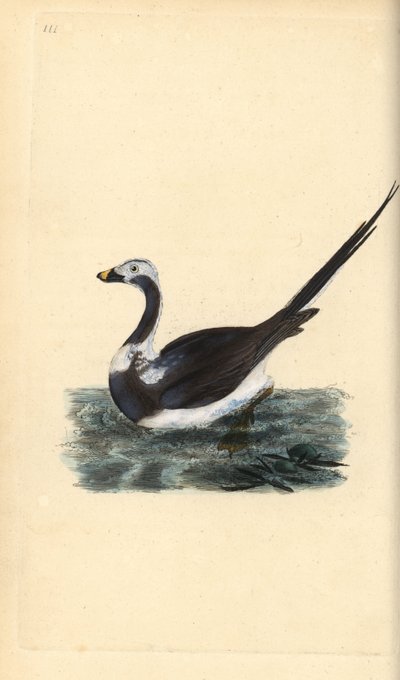 بطة طويلة الذيل ، Clangula hyemalis. غير حصين. لوح نحاسي ملون يدويًا رسمه ونقشه إدوارد دونوفان من كتابه "التاريخ الطبيعي للطيور البريطانية" ، لندن بواسطة إدوارد دونوفان