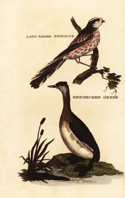 حلمة طويلة الذيل أو شجيرة طويلة الذيل ، Aegithalos caudatus ، و grebe أحمر العنق ، Podiceps grisegena بواسطة إدوارد دونوفان