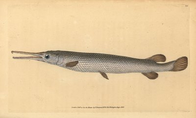 Longnose gar ، Lepisosteus osseus (أسماك Osseus gar ، Esox osseus). لوح نحاسي ملون يدويًا رسمه ونقشه إدوارد دونوفان من كتابه "التاريخ الطبيعي للأسماك البريطانية" ، دونوفان وإف سي وجيه. ريفينغتون ، لندن بواسطة إدوارد دونوفان
