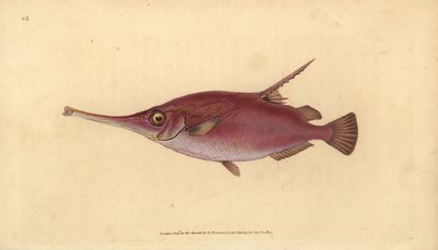 Longspine snipefish ، Macroramphosus scolopax (سمكة Snipe أو trumpet ، Centriscus scolopax). لوح نحاسي ملون يدويًا رسمه ونقشه إدوارد دونوفان من كتابه التاريخ الطبيعي للأسماك البريطانية دونوفان وف. و ج. ريفينغتون ، لندن بواسطة إدوارد دونوفان