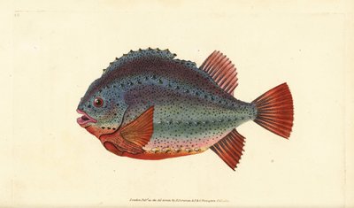Lumpucker أو lumpfish ، Cyclopterus lumpus. لوح نحاسي ملون يدويًا رسمه ونقشه إدوارد دونوفان من كتابه "التاريخ الطبيعي للأسماك البريطانية" ، دونوفان وإف سي وجيه. ريفينغتون ، لندن بواسطة إدوارد دونوفان
