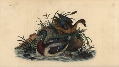 بط مالارد ، أنس بلاتيرينشوس ، زوج من الذكور والإناث. لوح نحاسي ملون يدويًا رسمه ونقشه إدوارد دونوفان من كتابه "التاريخ الطبيعي للطيور البريطانية" ، لندن بواسطة إدوارد دونوفان