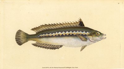 قوس قزح البحر الأبيض المتوسط ، Coris julis (Indent-striped wrasse ، Labrus julis). لوح نحاسي ملون يدويًا رسمه ونقشه إدوارد دونوفان من كتابه "التاريخ الطبيعي للأسماك البريطانية" ، دونوفان وإف سي وجيه. ريفينغتون ، لندن بواسطة إدوارد دونوفان