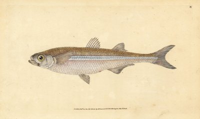 تفوح رمل البحر الأبيض المتوسط أو الأثيرين الأوروبي ، Atherina hepsetus. لوح نحاسي ملون يدويًا رسمه ونقشه إدوارد دونوفان من كتابه "التاريخ الطبيعي للأسماك البريطانية" ، دونوفان وإف سي و ج. بواسطة إدوارد دونوفان